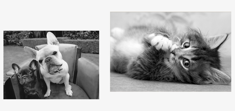 Veterinarian In Tribeca - Funny Cats Poster Photo Print 32x24, transparent png download