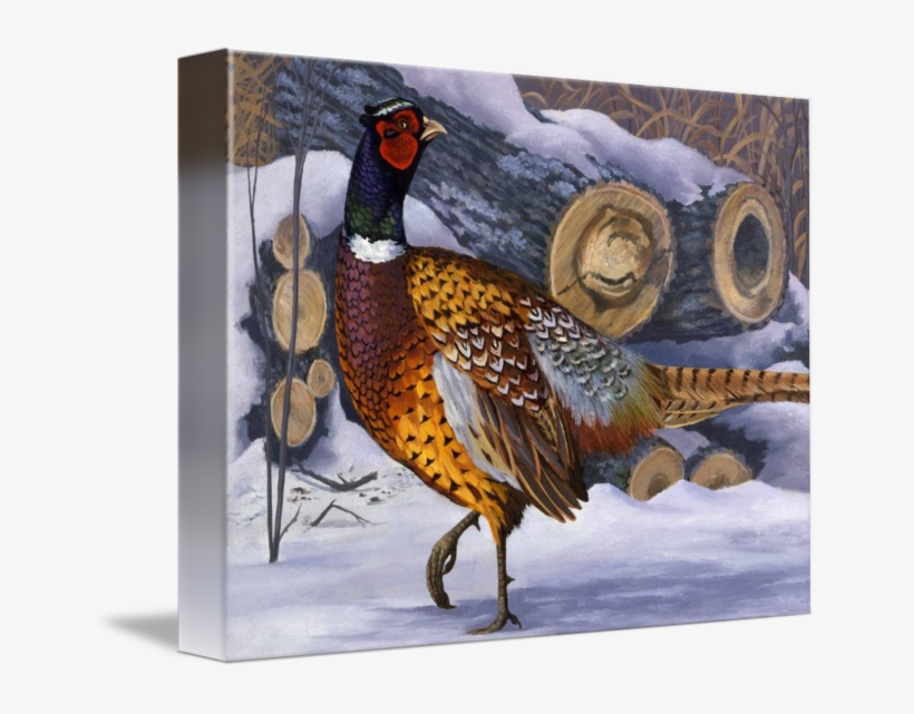 Black And White Download Pheasant Drawing Watercolor - Ring-necked Pheasant, transparent png download