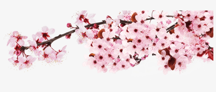 Sakura Png - Living In The Shallows [book], transparent png download