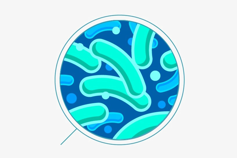 Bacteria Png Transparent - Bacteria Png, transparent png download