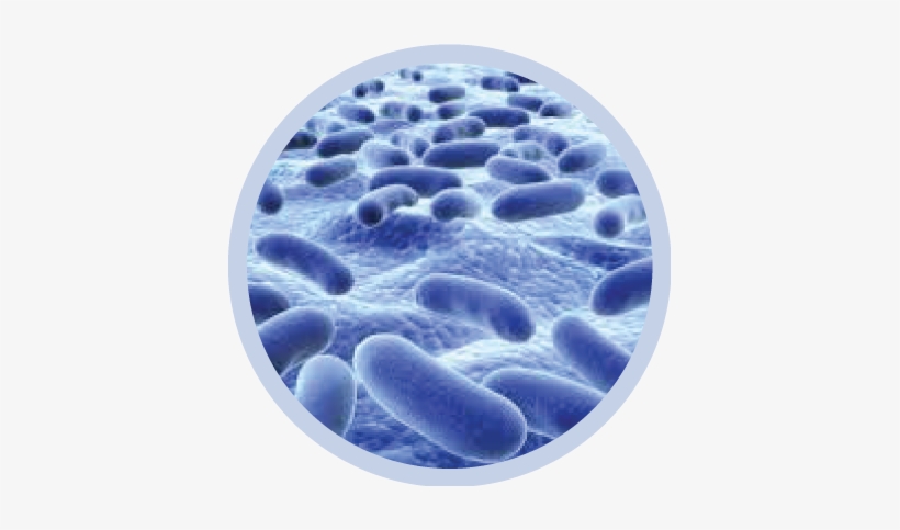 Bacteria Png Transparent Image - Bacteria Png Transparent, transparent png download