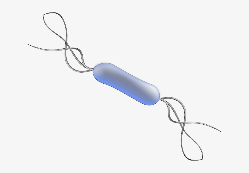 Bacillus, Bacteria, Biology, Microbiology - Bacilos Bacterias Png, transparent png download