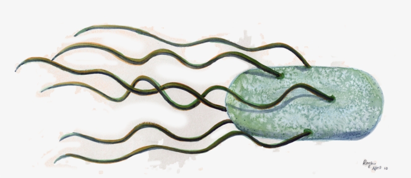 Slammed Why Do Care About Physics The - Bacteria Image Transparent, transparent png download