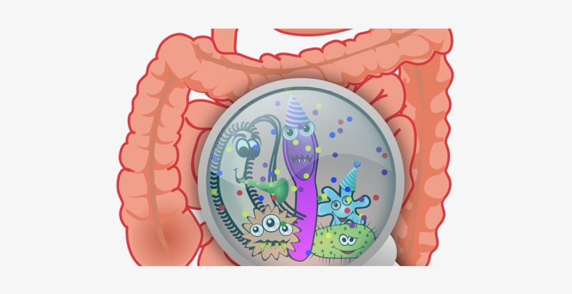 Gut Bacteria - Essential Handbook To A Healthy Gut, transparent png download
