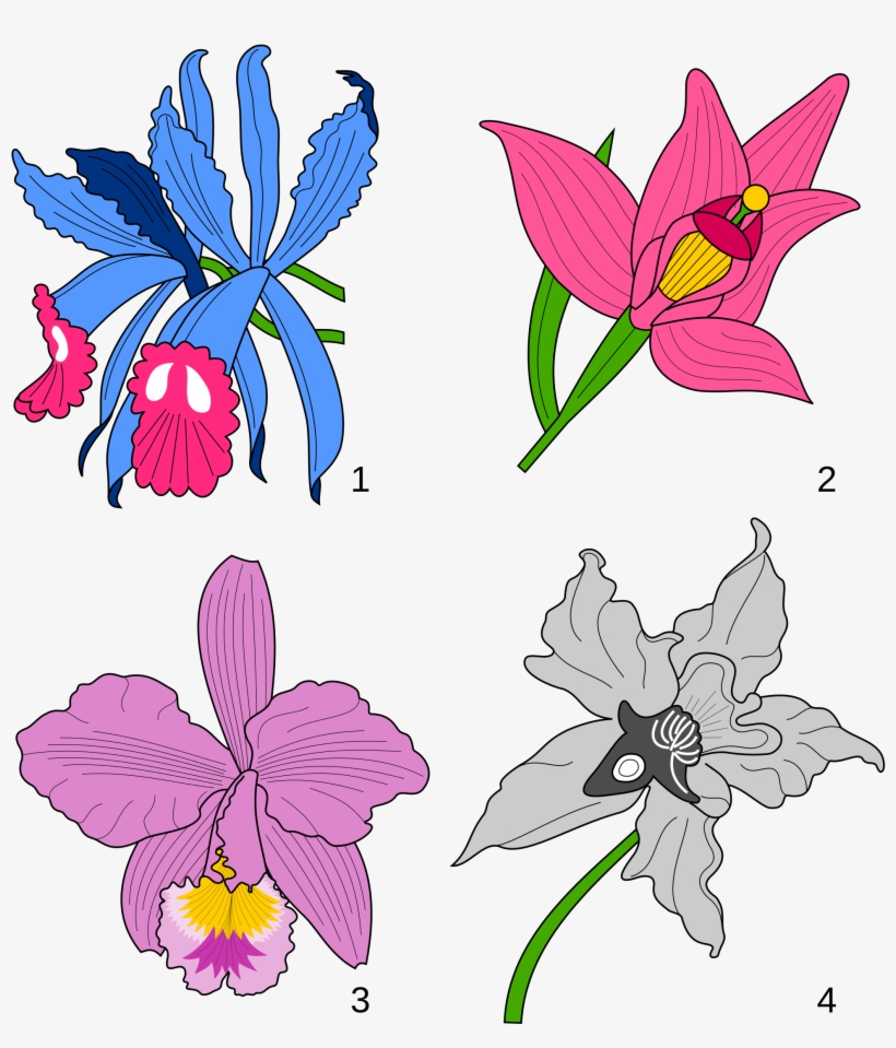 Open - Orchid Heraldry, transparent png download