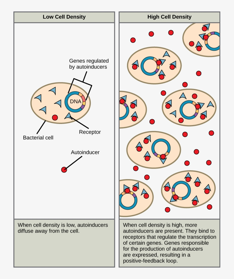The Left Part Of This Illustration Shows A Single Bacterial - Quorum Sensing Cell To Cell Communication, transparent png download