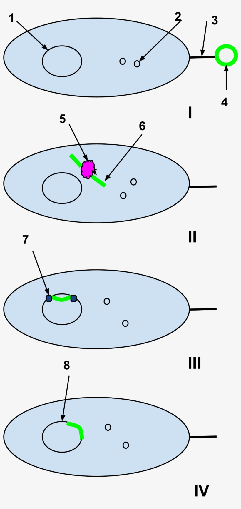 Bacteria - Competence Factor, transparent png download