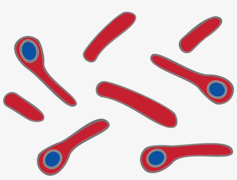 Clostridium - Bacteria Clostridium Tetani Png, transparent png download