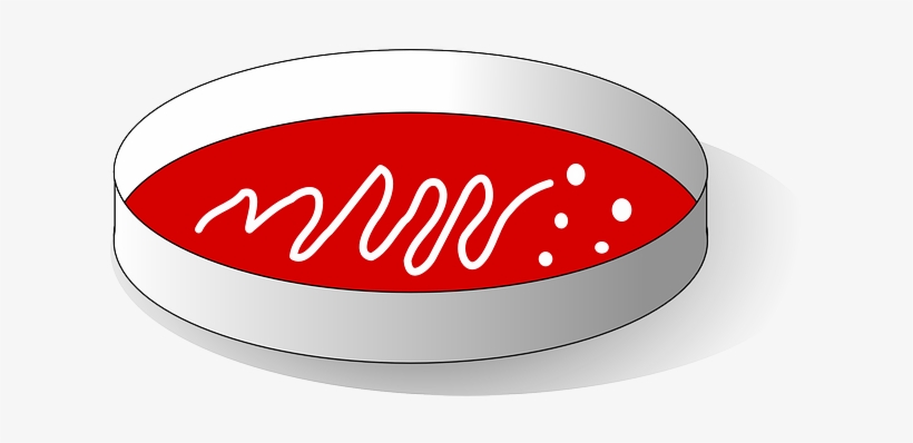 Agar-agar, Substrate, Experiment, Growth, Bacteria - Agar Plate Clipart, transparent png download