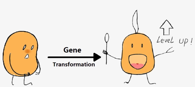 What Are The Key Genes - E Coli Transformation Cartoon, transparent png download