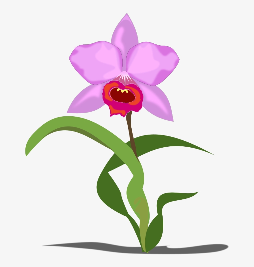 Free To Use &, Public Domain Orchid Flower Clip Art - Orchid Clip Art, transparent png download