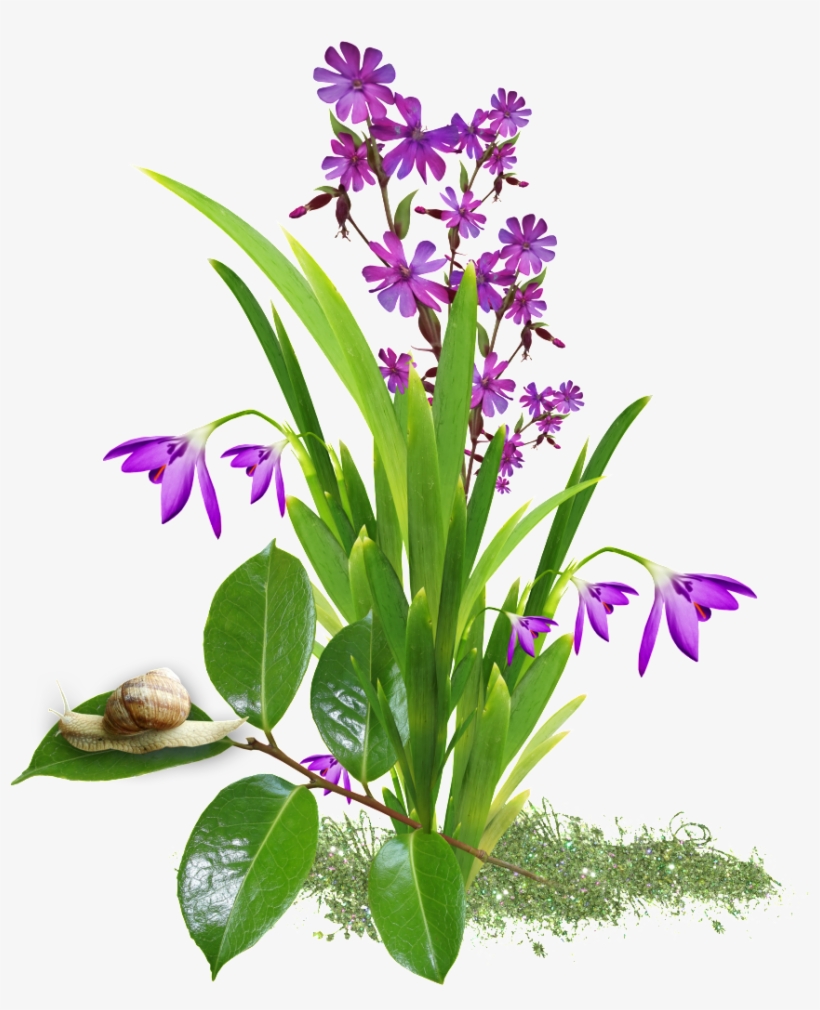 This Product Design Is Transparent Background Of Orchid - Portable Network Graphics, transparent png download