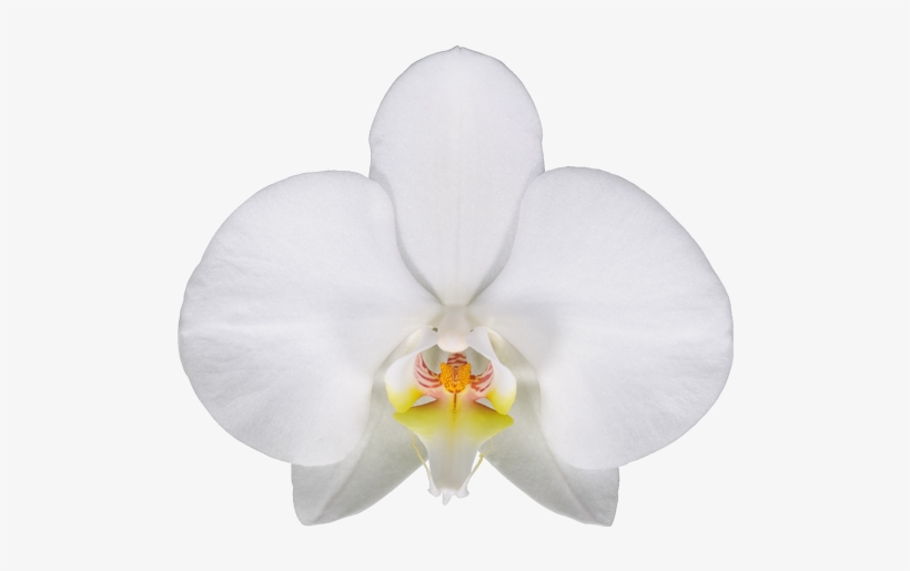 Las Palmas - Phalaenopsis Sanderiana, transparent png download