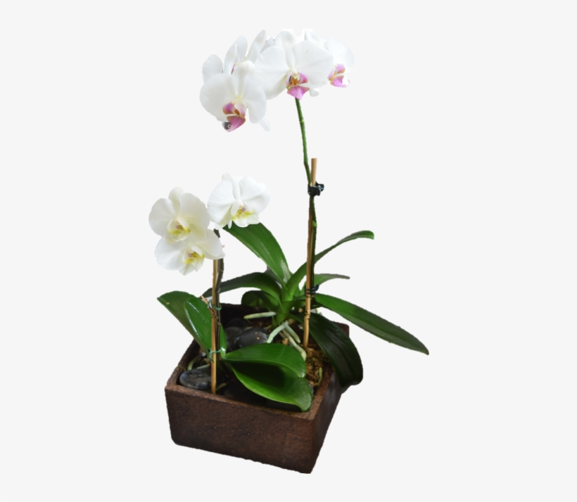 Contemporary Orchid Planter - Flower, transparent png download