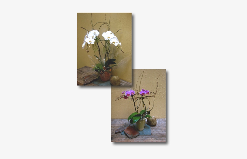 Orchids, transparent png download