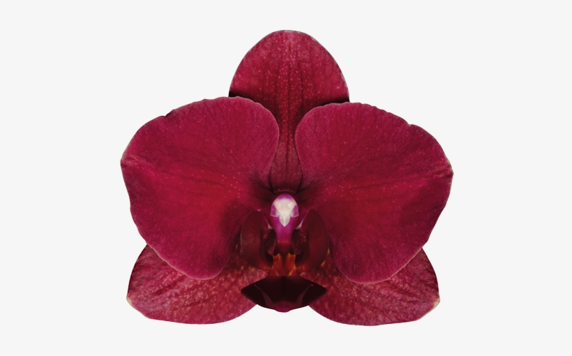 Leeds - Montreux - Montreux Орхидея, transparent png download