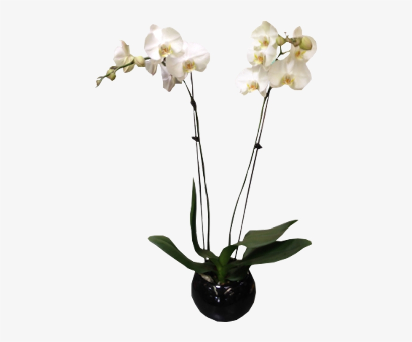A Phaelaenopsis Orchid - Moth Orchid, transparent png download