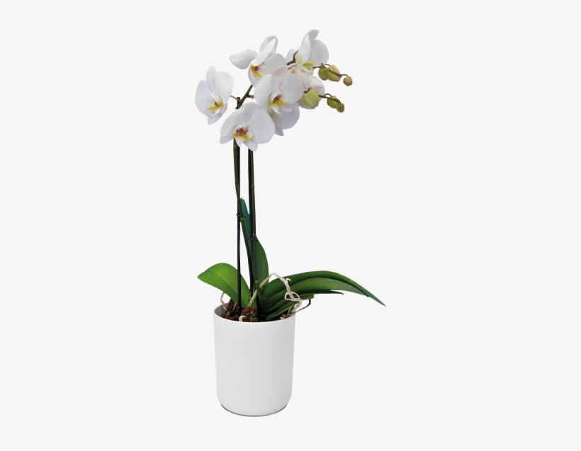 Home > Collection > B - B.for Soft Orchid Pot 12, 5 X 15 Cm White D / S. 82, transparent png download