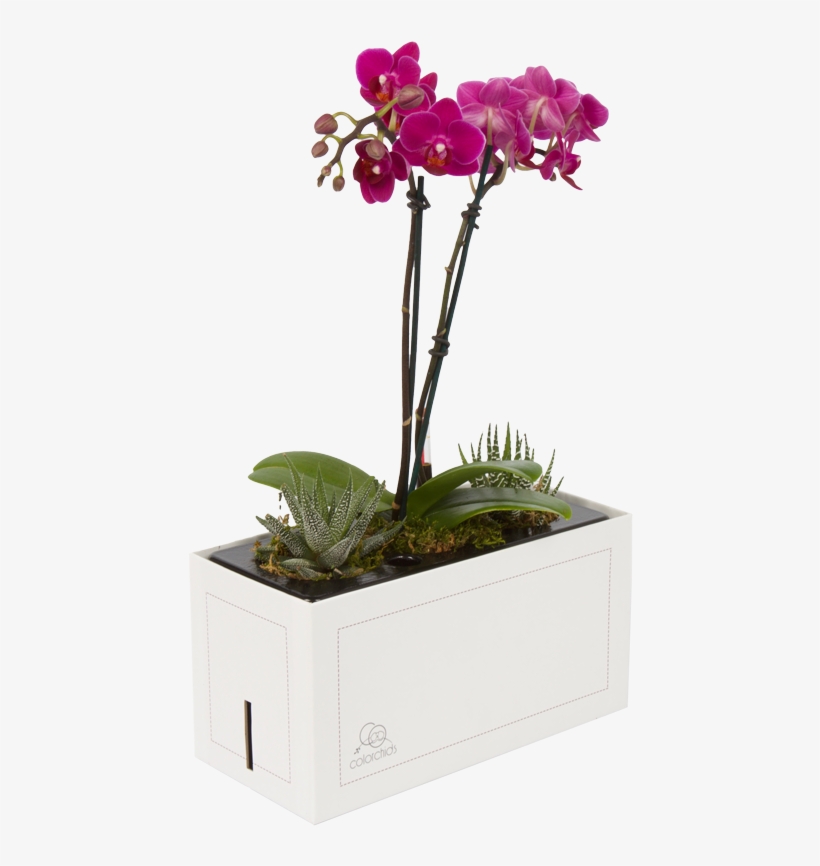 "my First Orchid" Is The First Of Its Kind - Moth Orchid, transparent png download