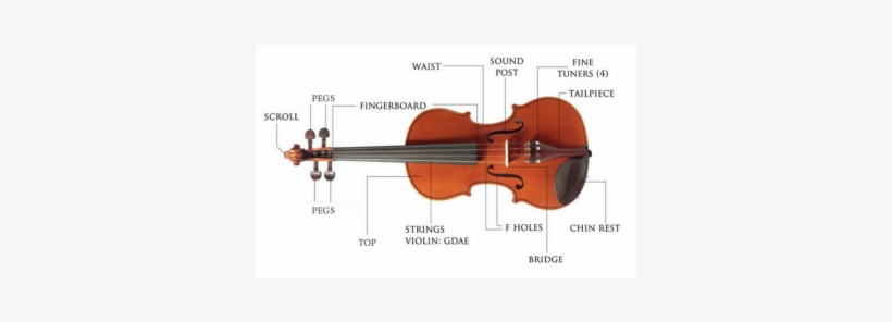 Parts Of A Violin, transparent png download
