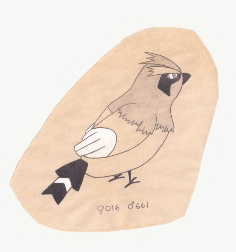 Clip Art Free Library The Pokemon Ornithologist Pidgey - Pokémon, transparent png download