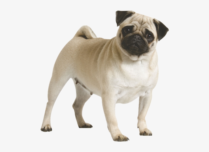 Full Grown Pug Dog Picture - Pug Dog, transparent png download
