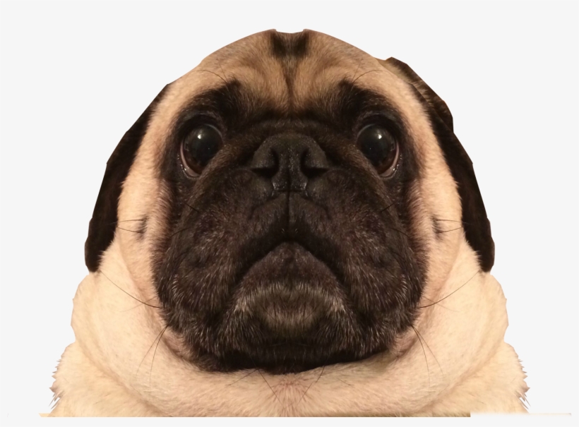 Nacho Render - Pug, transparent png download