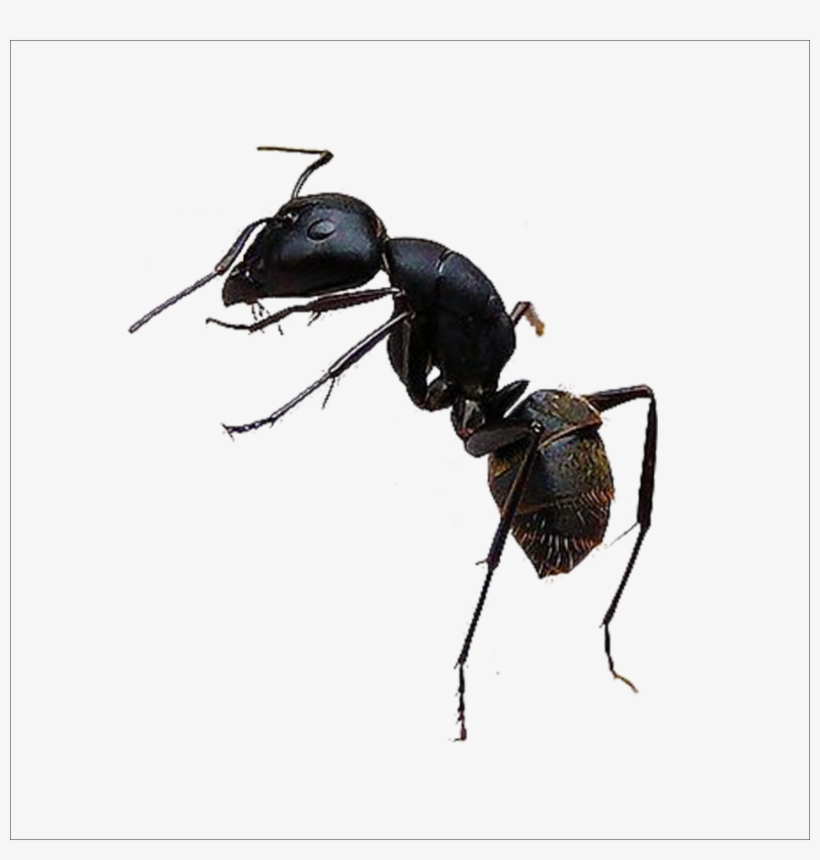 Ant Transparent Images - Png Ant, transparent png download