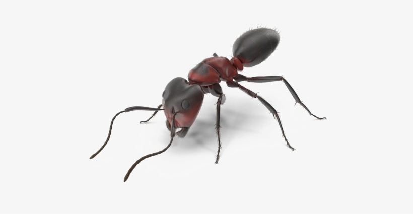 Ant Download Transparent Png Image - Portable Network Graphics, transparent png download
