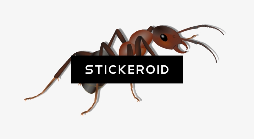 Ant, transparent png download