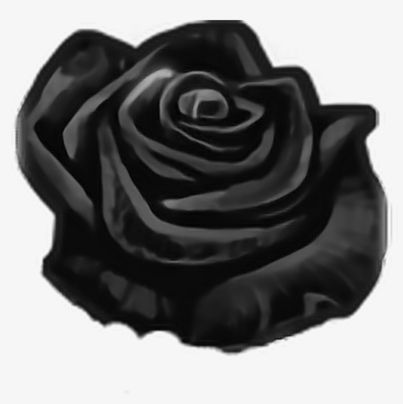 Mq Black Rose Roses Flowers Flower - Rose, transparent png download