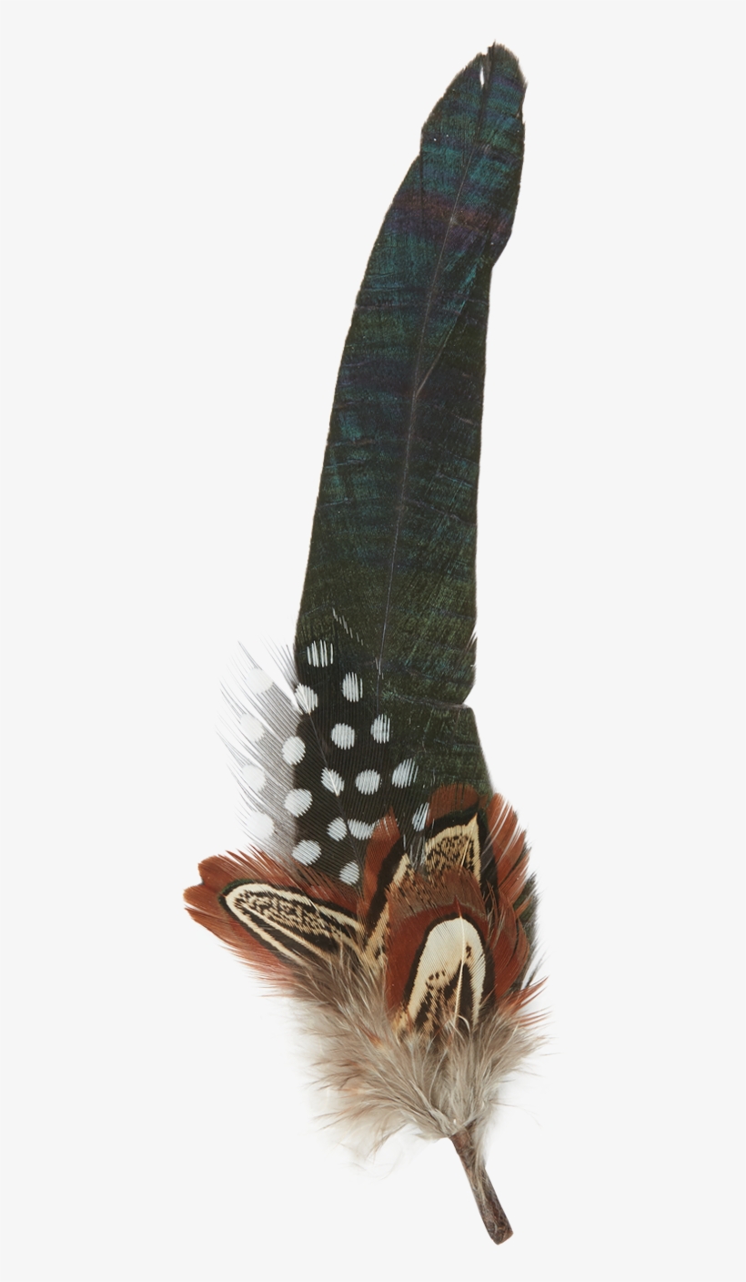 Insect, transparent png download