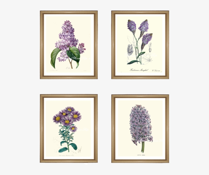 4 Purple Flowers Print Set - Printing, transparent png download