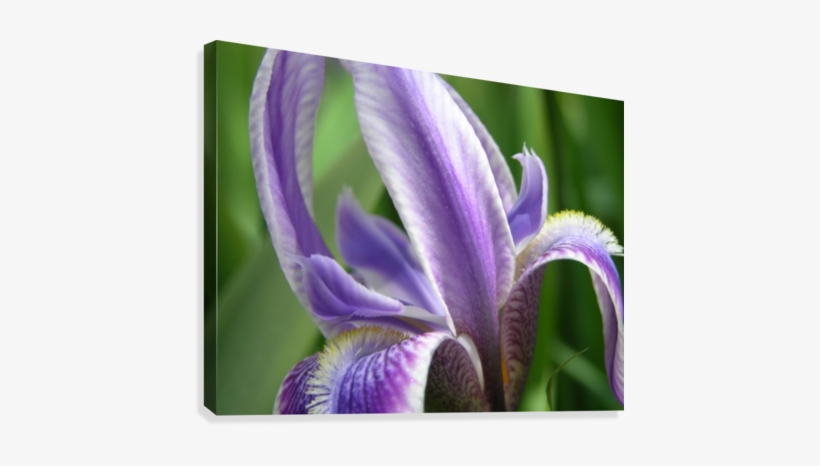 Purple Flowers Photograph Canvas Print - Canvas Print, transparent png download