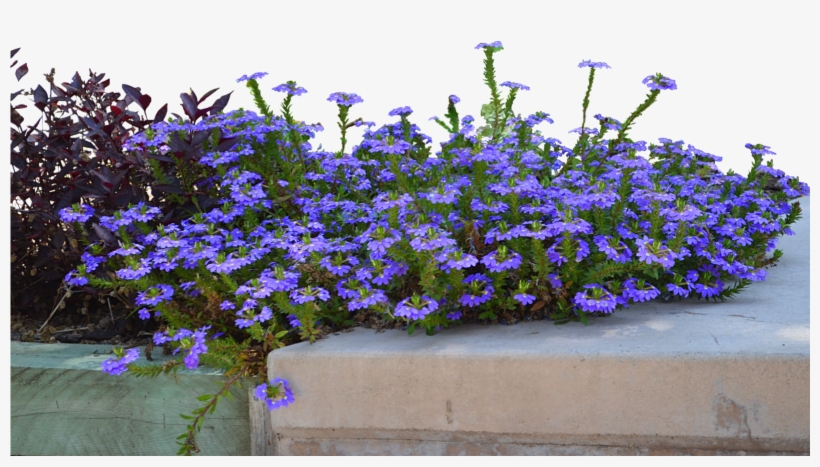 Priscilla Mora Impressive - Petunia, transparent png download