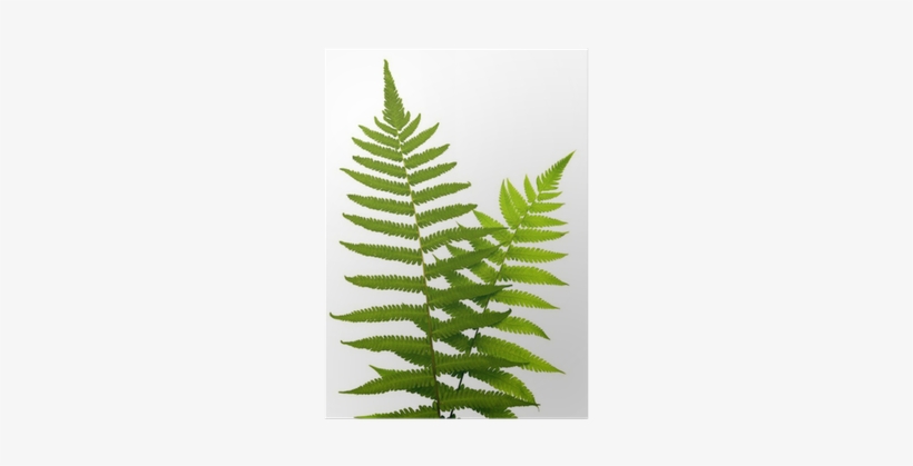Vascular Plant, transparent png download