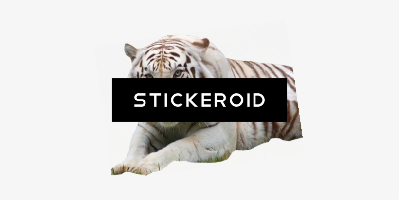 White Tiger - Bengal Tiger, transparent png download