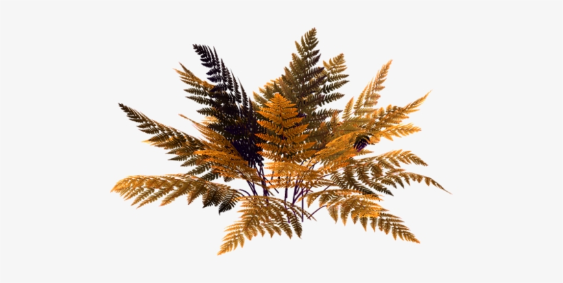 Ferns - Plantas Psd, transparent png download