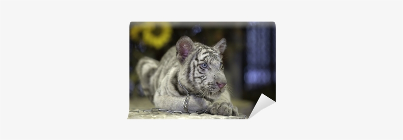 White Tiger, transparent png download