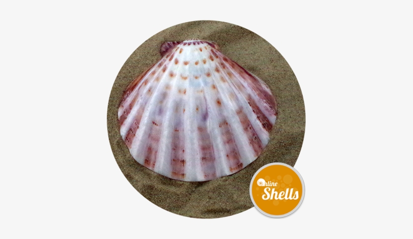 Polished - Lion, transparent png download