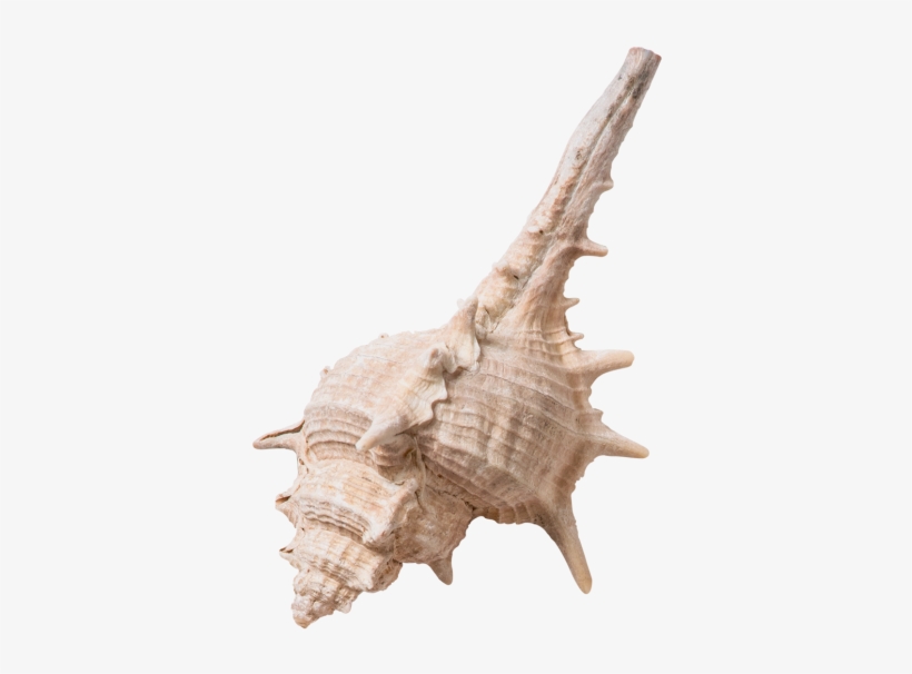 Decorative Seashell - Seashell, transparent png download