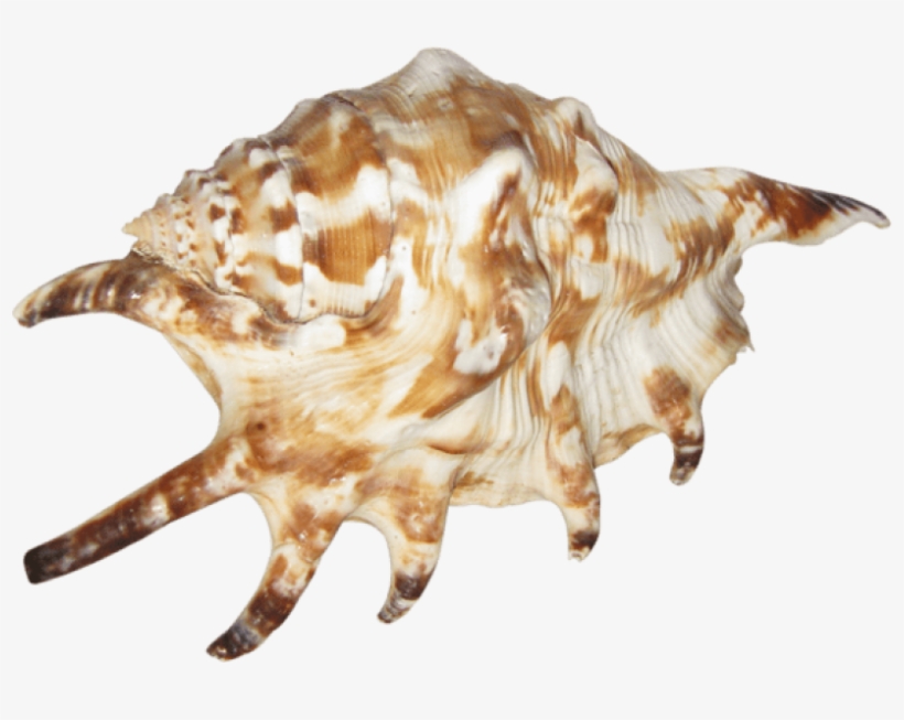 Seashell Animals - Seashell, transparent png download