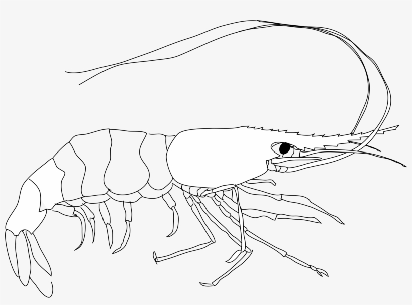 Open - Shrimp Svg, transparent png download