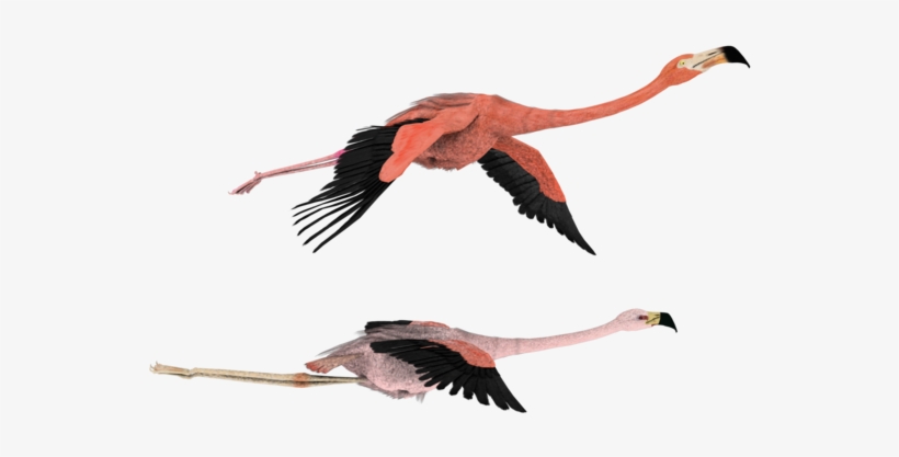 Flying Flamingo Png - Flamingo Flying Transparent Background, transparent png download