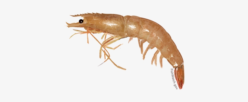 Brown Shrimp - Amphipods White Background, transparent png download