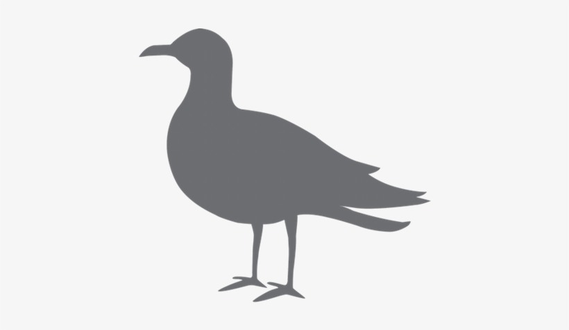 Seagull Bakery 3724 Southside Blvd Jacksonville, Fl - Double Crested Cormorant, transparent png download