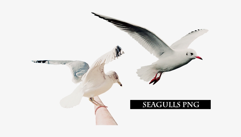 Seagulls Png, transparent png download