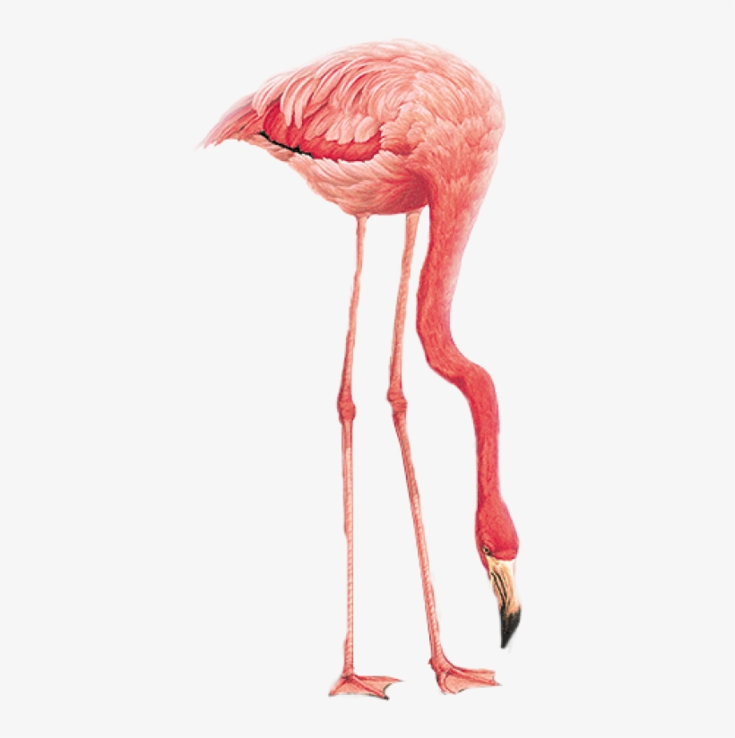 Flamingo Png, Download Png Image With Transparent Background, - Flamingo Png Transparent Background, transparent png download