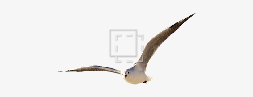 Parent Category - Landing, transparent png download