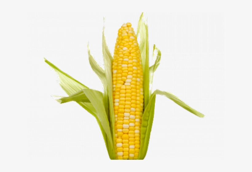 Corn Png Transparent Images - Single Corn On The Cob, transparent png download
